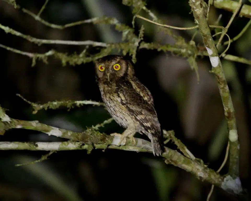 黑顶角鸮(Megascops atricapilla)