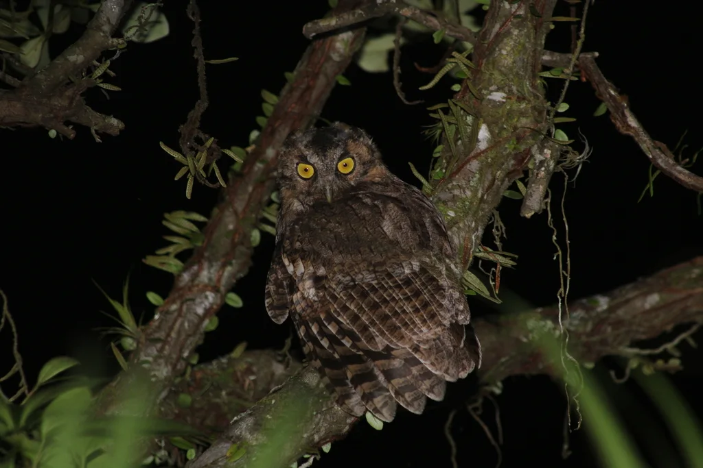 黑顶角鸮(Megascops atricapilla)