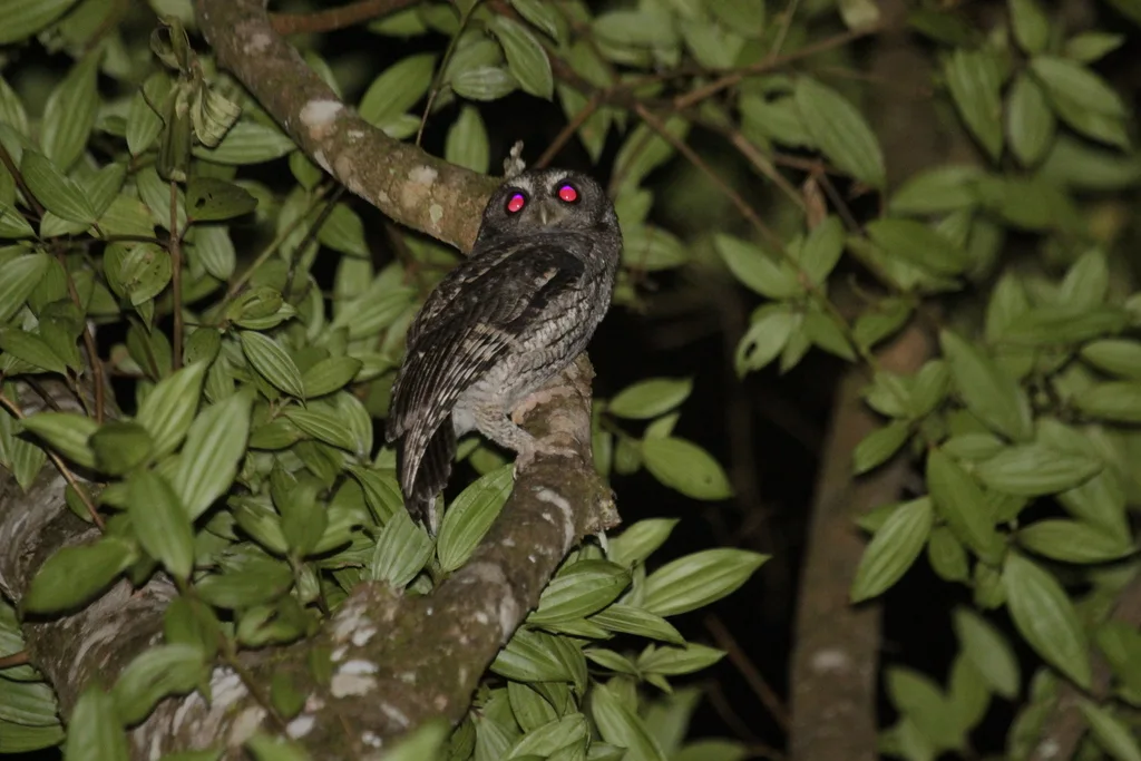 黑顶角鸮(Megascops atricapilla)