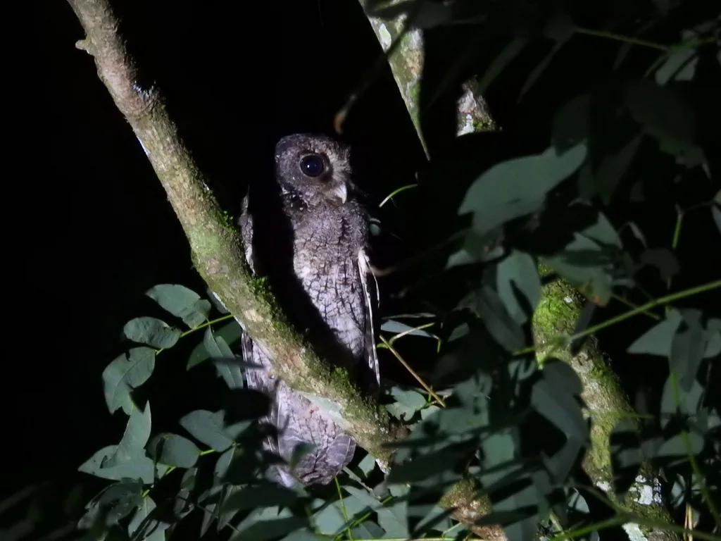 黑顶角鸮(Megascops atricapilla)