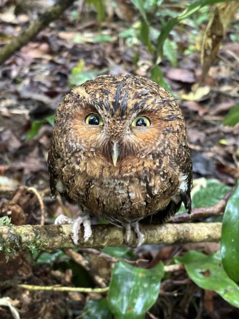 裸胫角鸮