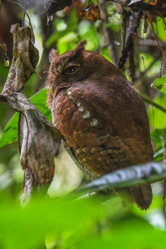 中美角鸮(Megascops guatemalae)