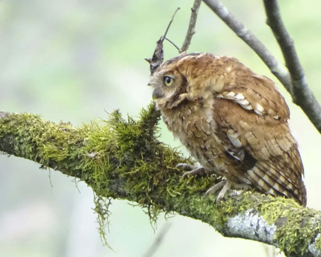 秘鲁角鸮(Megascops roboratus)