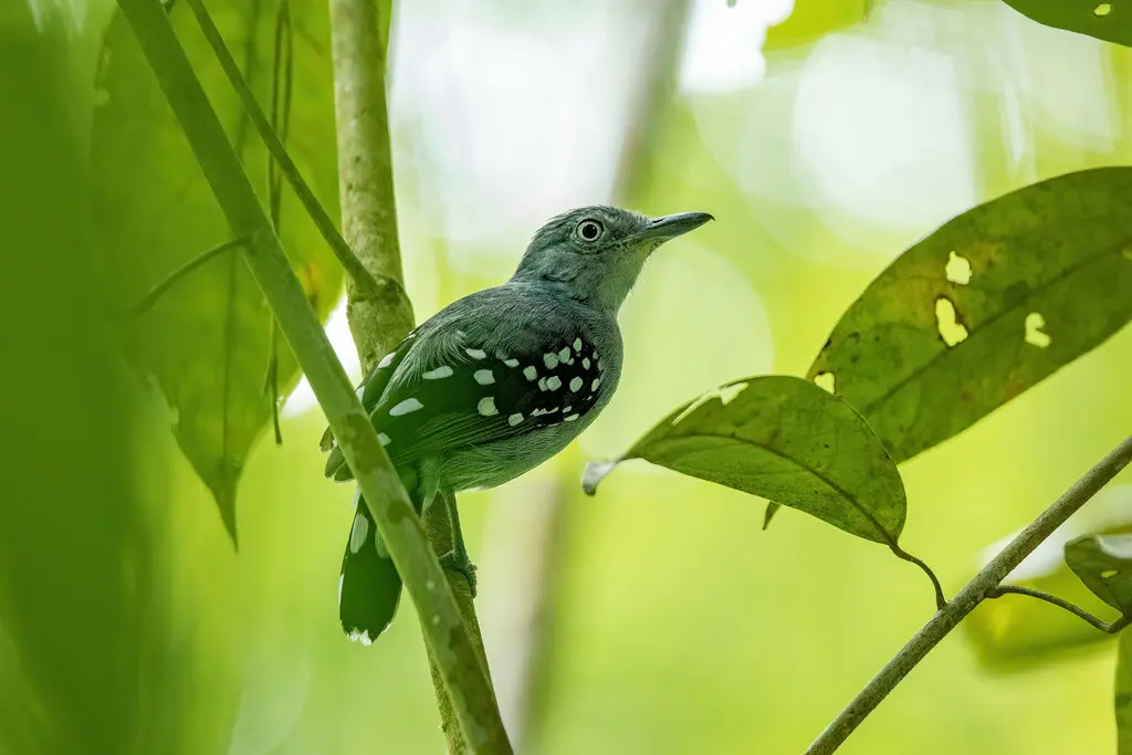 珠翅蚁鵙(Megastictus margaritatus)
