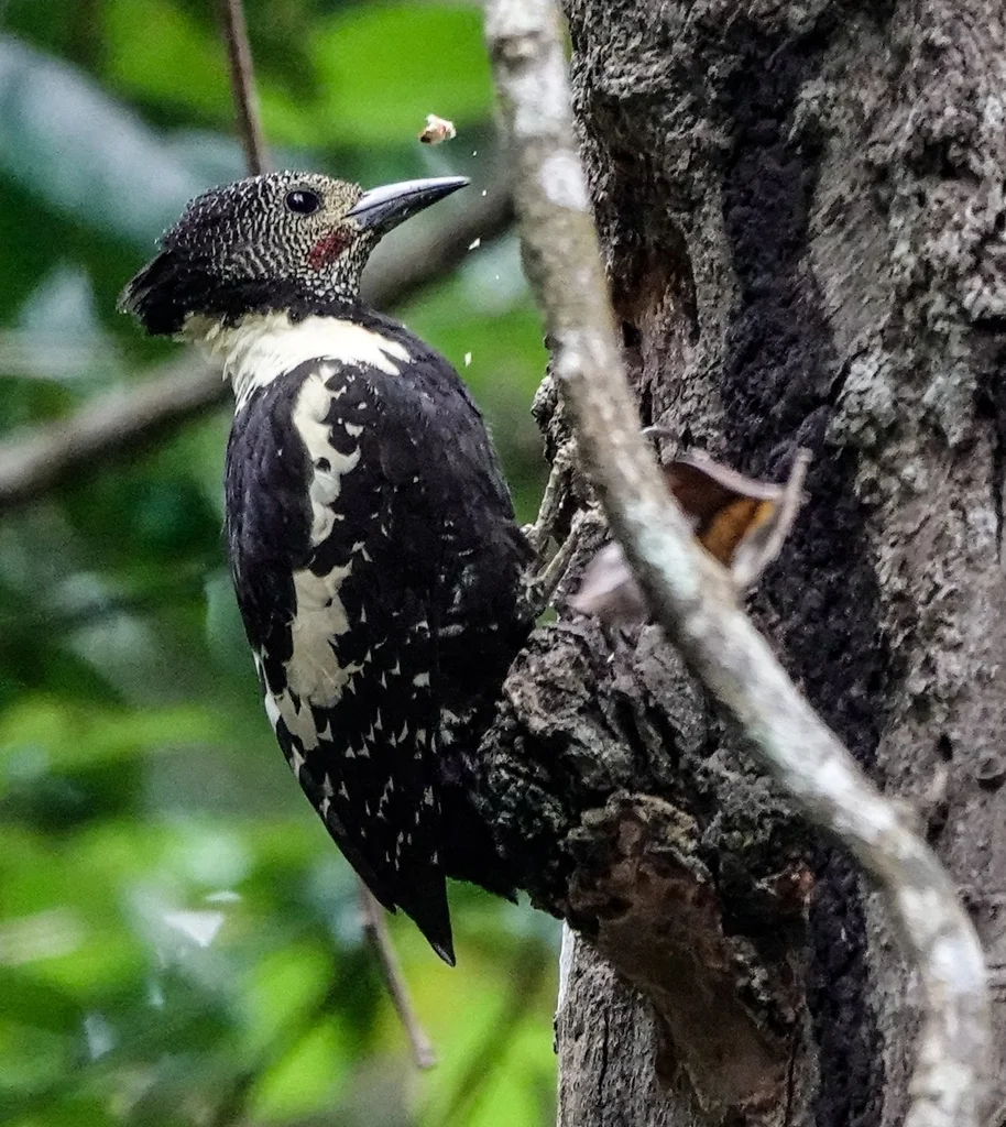 黑棕斑啄木鸟(Meiglyptes jugularis)