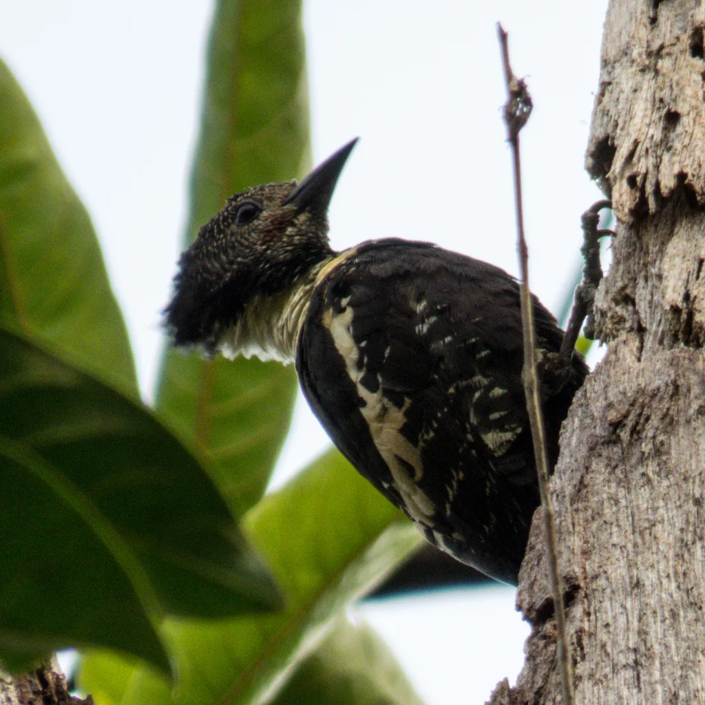 黑棕斑啄木鸟(Meiglyptes jugularis)