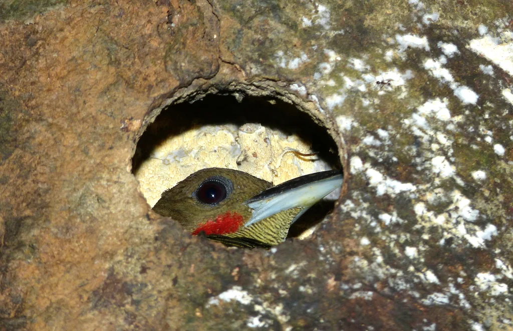 黄颈斑啄木鸟(Meiglyptes tukki)