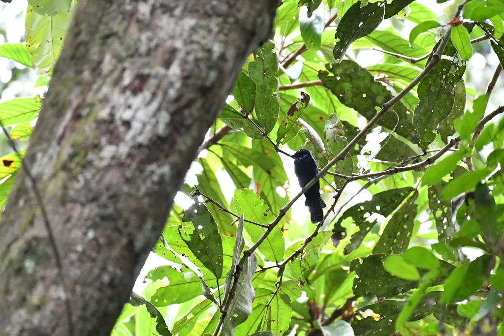 西非黑鹟(Melaenornis annamarulae)