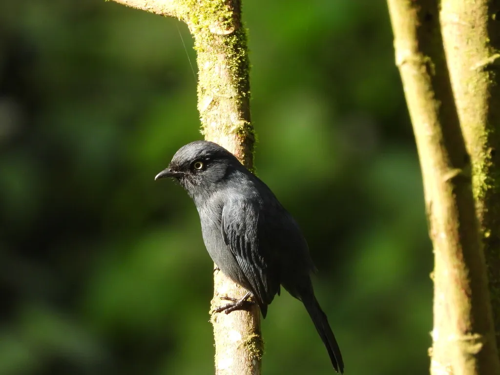 黄眼黑鹟(Melaenornis ardesiacus)