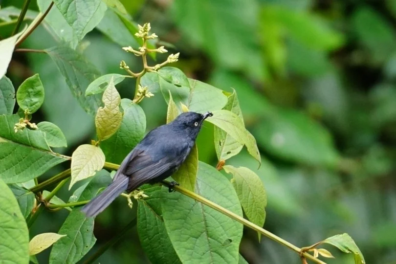 黄眼黑鹟(Melaenornis ardesiacus)