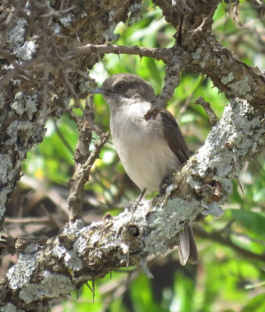 灰黑鹟(Melaenornis chocolatinus)