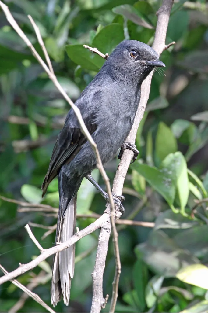 黑鹟(Melaenornis edolioides)