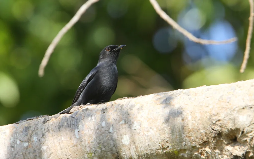 黑鹟(Melaenornis edolioides)