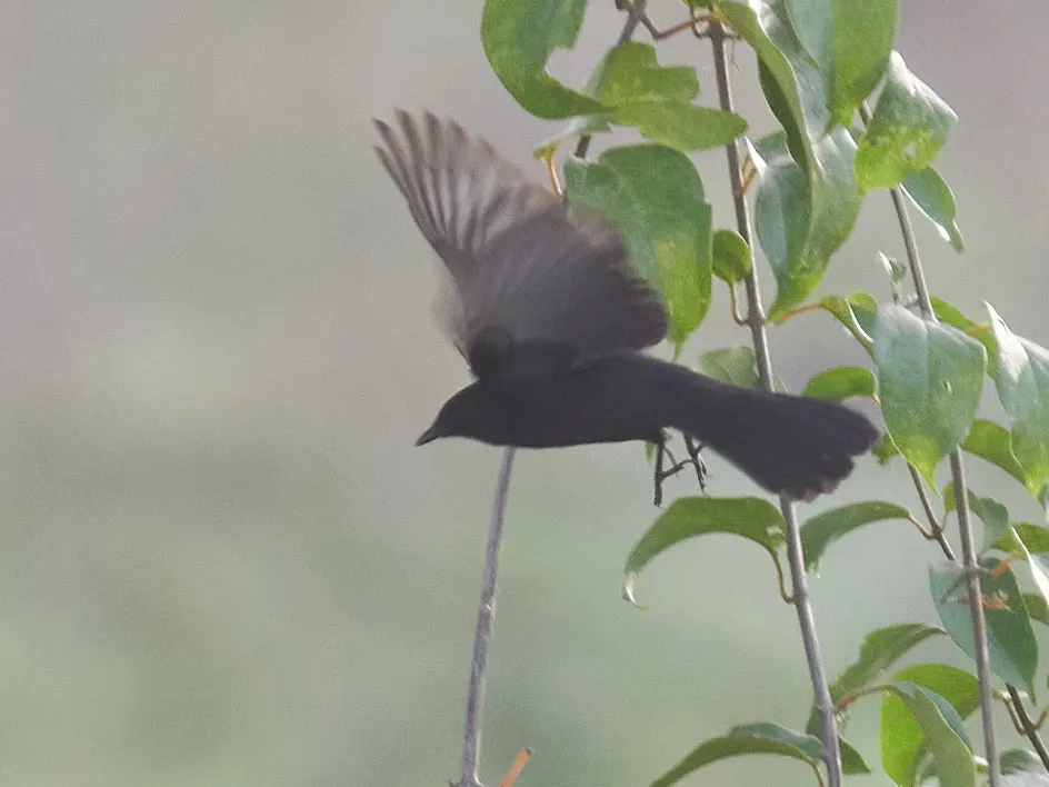 黑鹟(Melaenornis edolioides)