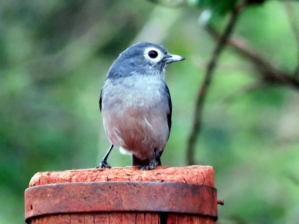 白眼黑鹟（Melaenornis fischeri）