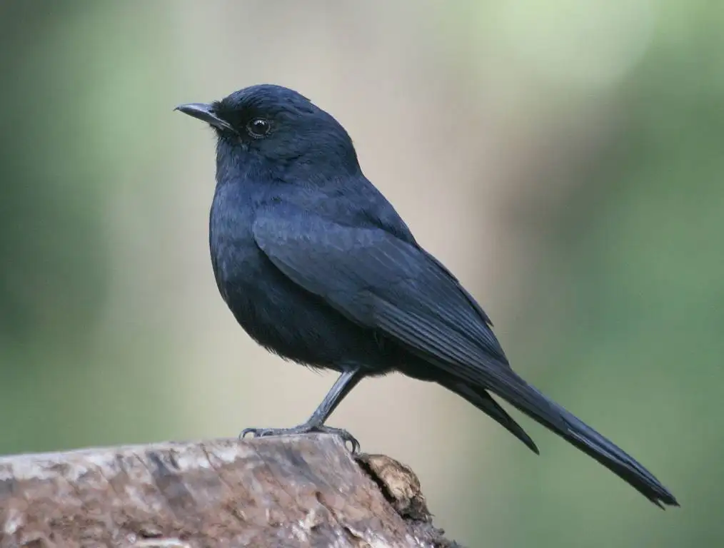 南非黑鹟（Melaenornis pammelaina）