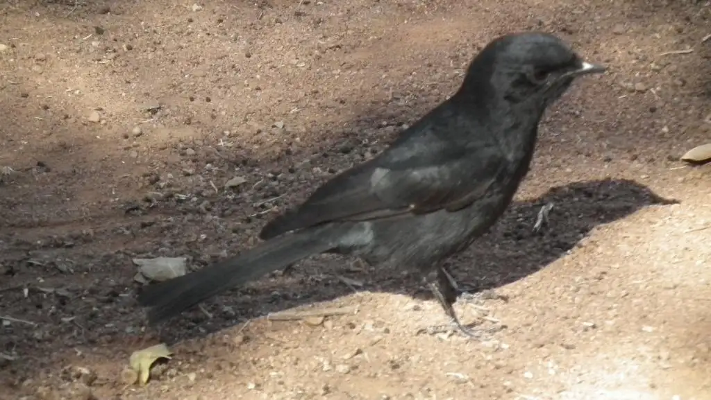 南非黑鹟（Melaenornis pammelaina）