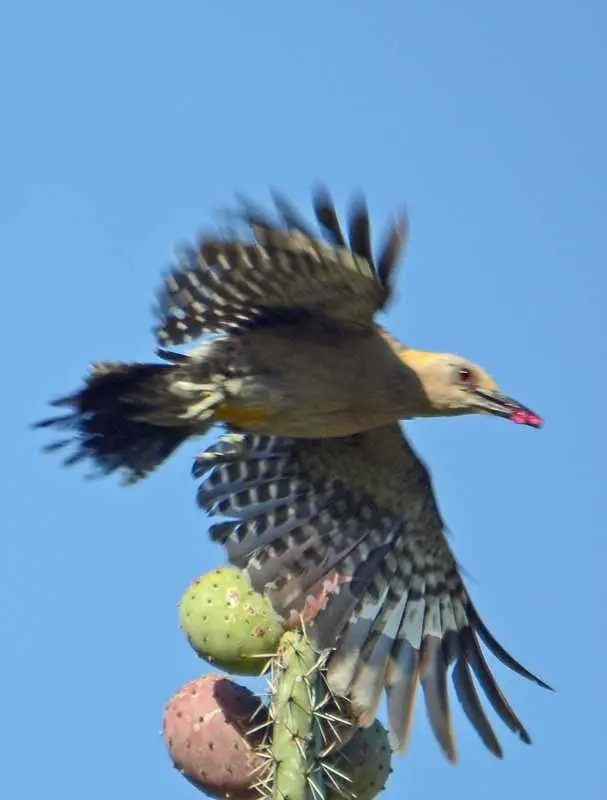 金额啄木鸟(Melanerpes aurifrons)