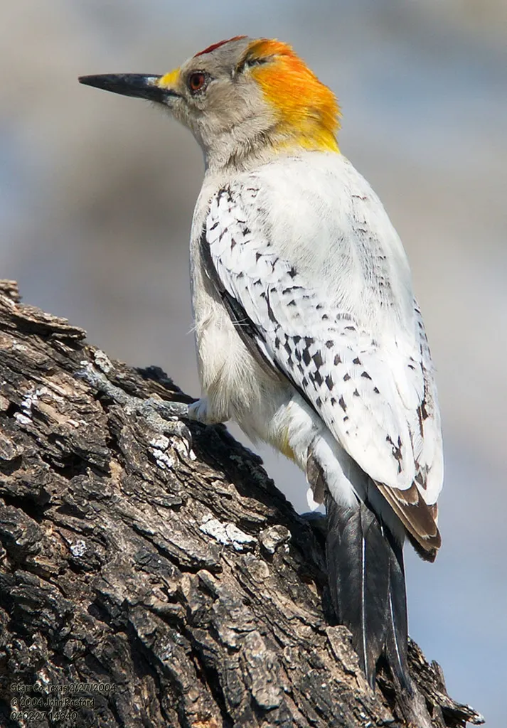 金额啄木鸟(Melanerpes aurifrons)