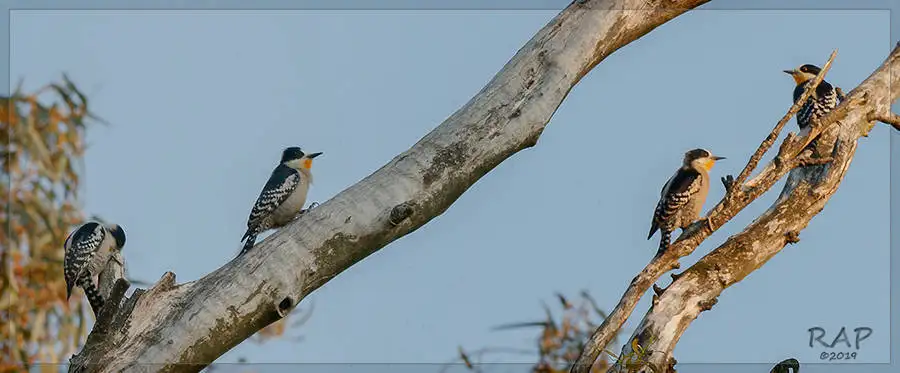 白额啄木鸟(Melanerpes cactorum)