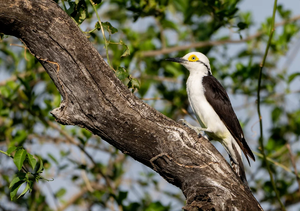 白啄木鸟(Melanerpes candidus)