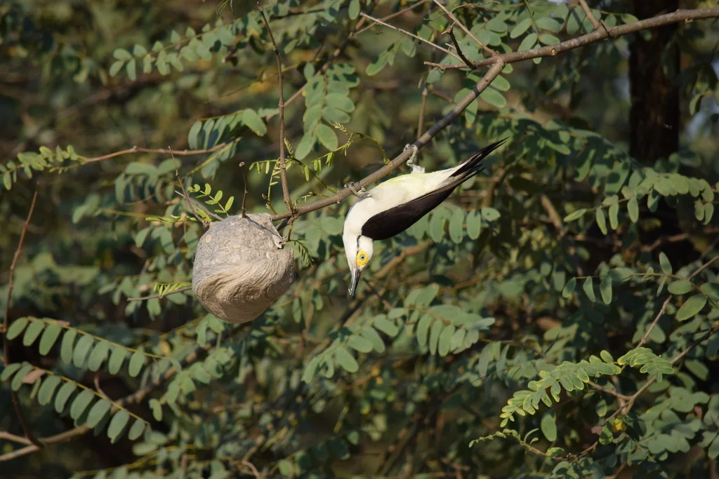 白啄木鸟(Melanerpes candidus)