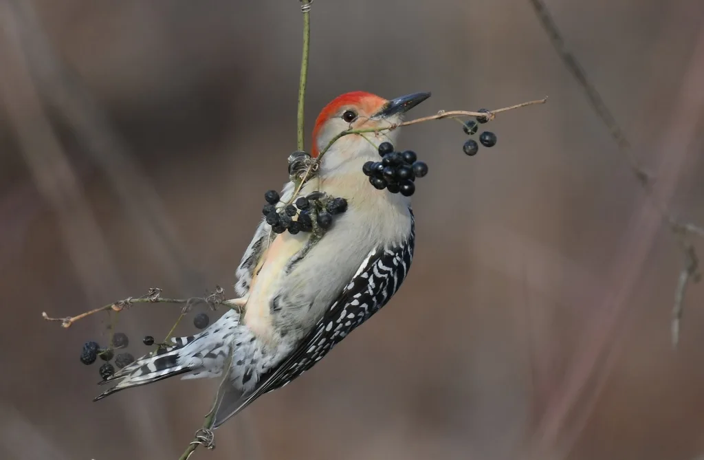红腹啄木鸟(Melanerpes carolinus)