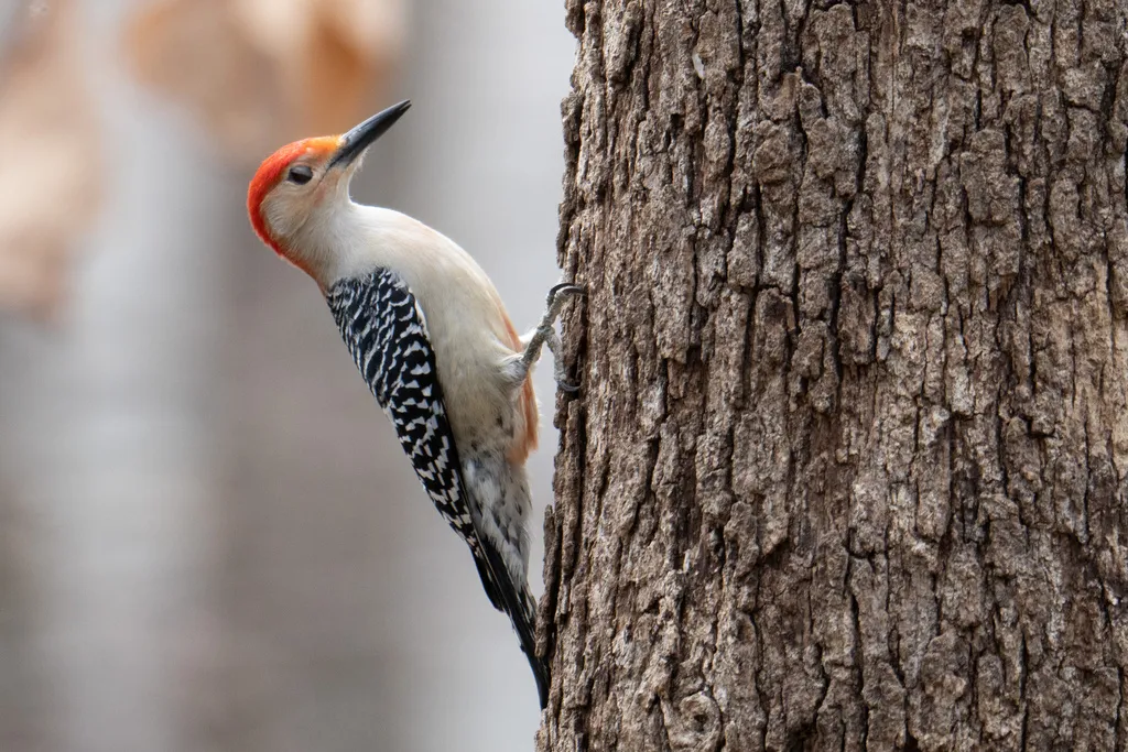 红腹啄木鸟(Melanerpes carolinus)