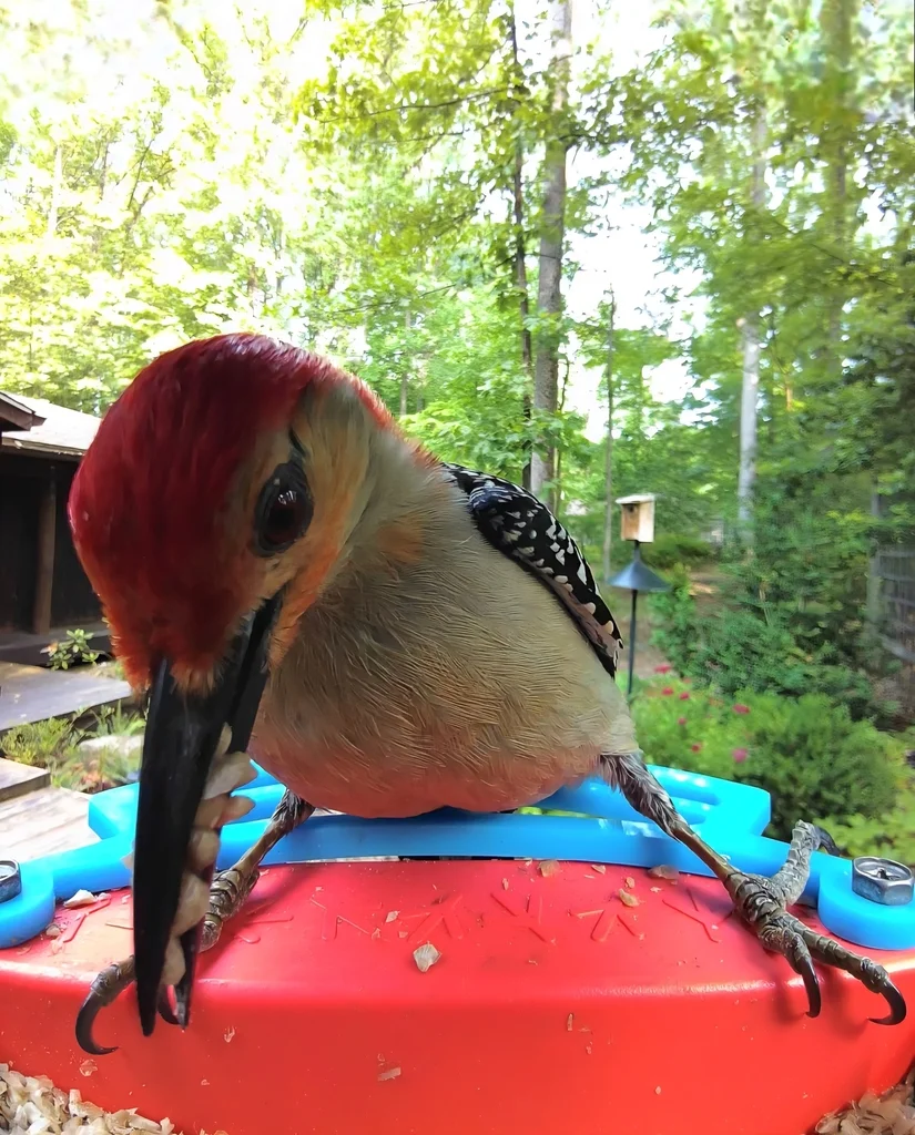红腹啄木鸟(Melanerpes carolinus)