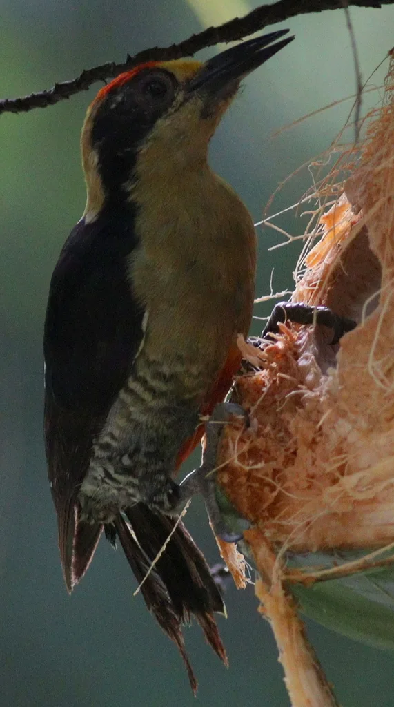 金枕啄木鸟(Melanerpes chrysauchen)