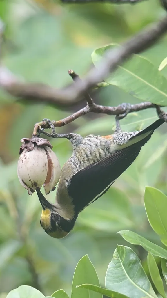 金枕啄木鸟(Melanerpes chrysauchen)