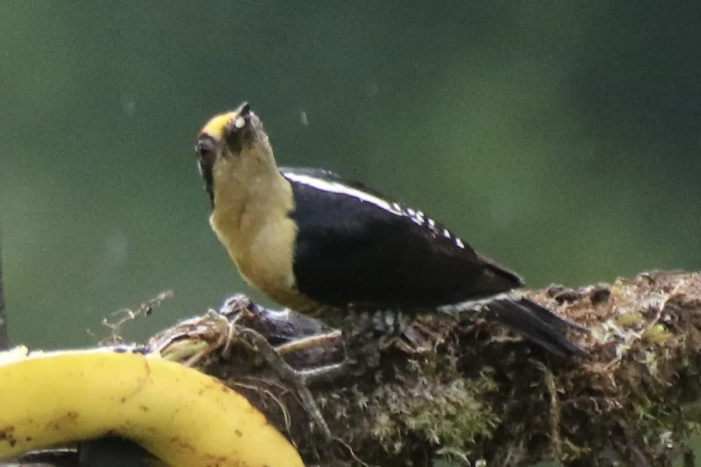金枕啄木鸟(Melanerpes chrysauchen)