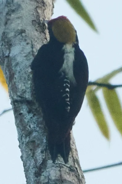 金枕啄木鸟(Melanerpes chrysauchen)
