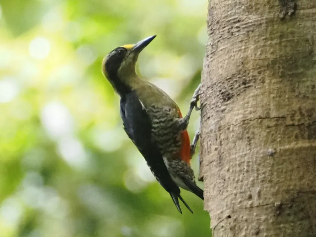 金枕啄木鸟(Melanerpes chrysauchen)