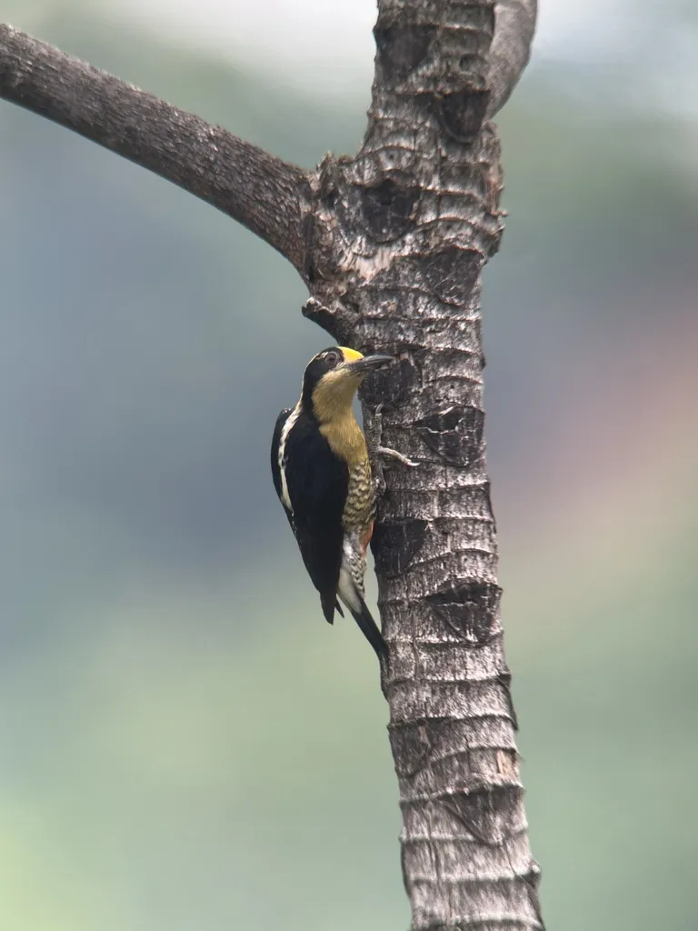 金枕啄木鸟(Melanerpes chrysauchen)