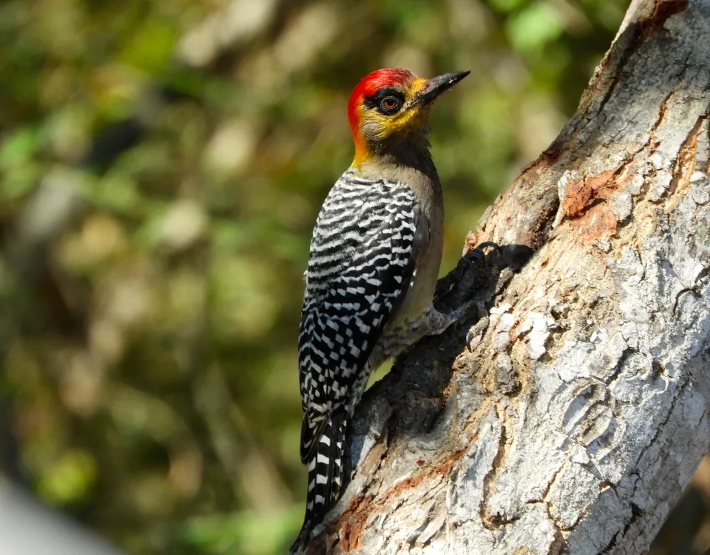 金颊啄木鸟(Melanerpes chrysogenys)