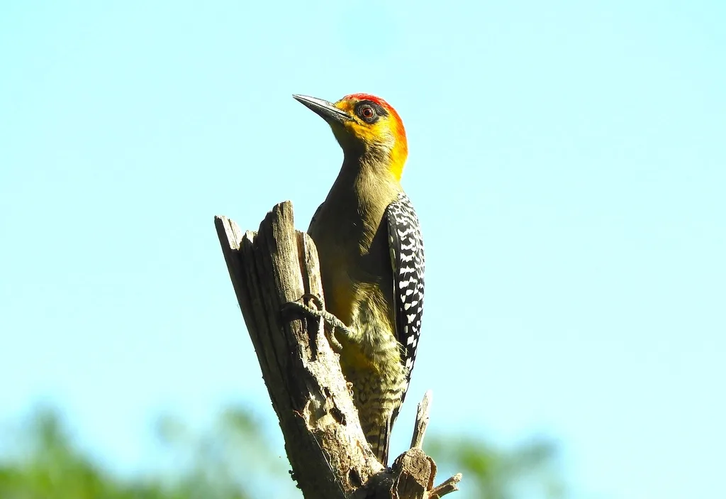 金颊啄木鸟(Melanerpes chrysogenys)