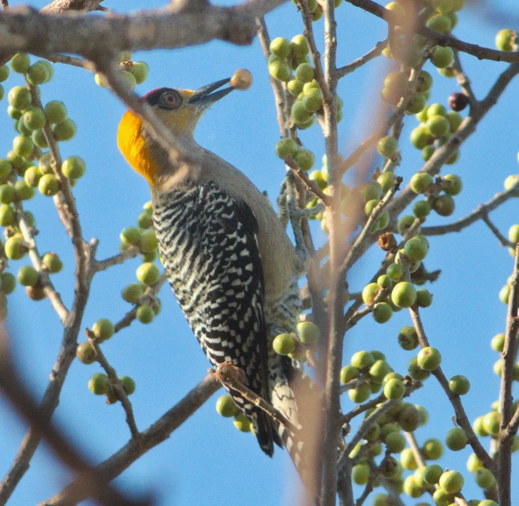 金颊啄木鸟(Melanerpes chrysogenys)