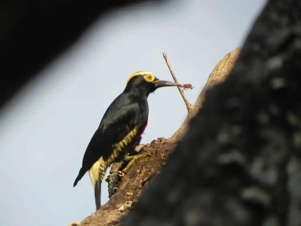 黄须啄木鸟(Melanerpes cruentatus)