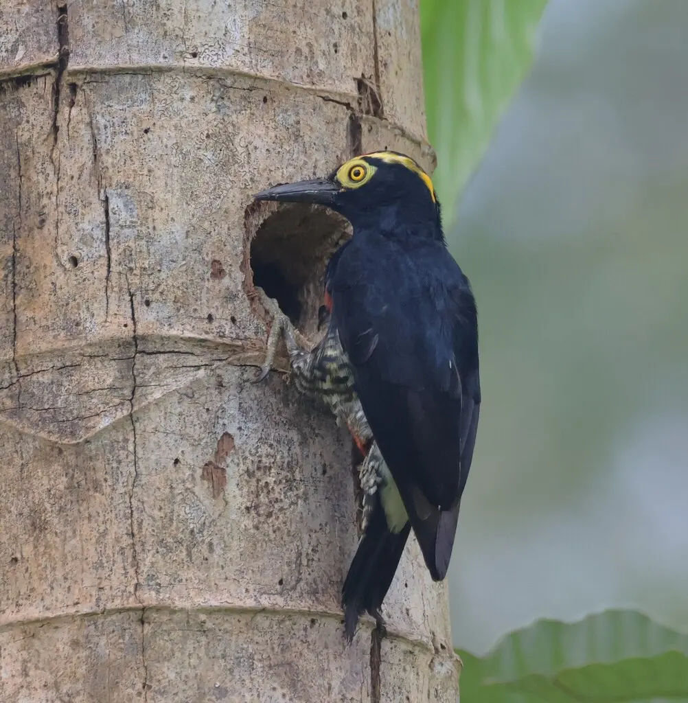 黄须啄木鸟(Melanerpes cruentatus)