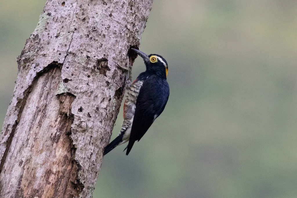 黄须啄木鸟(Melanerpes cruentatus)