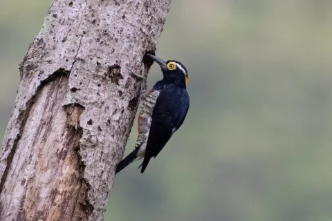 黄须啄木鸟