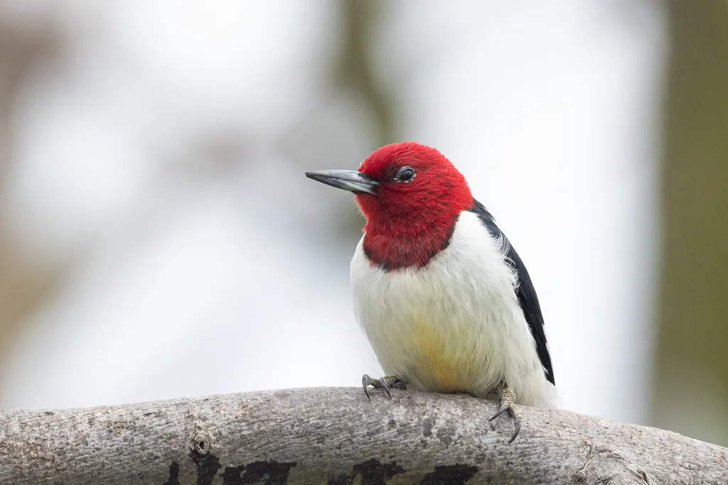 红头啄木鸟（Melanerpes erythrocephalus）