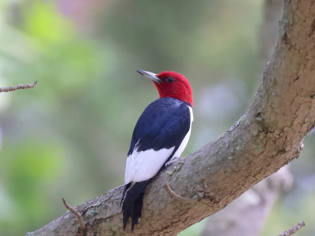 红头啄木鸟（Melanerpes erythrocephalus）