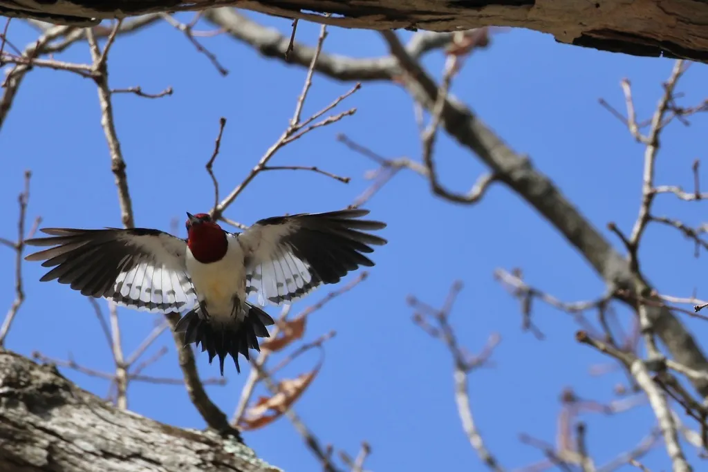 红头啄木鸟（Melanerpes erythrocephalus）