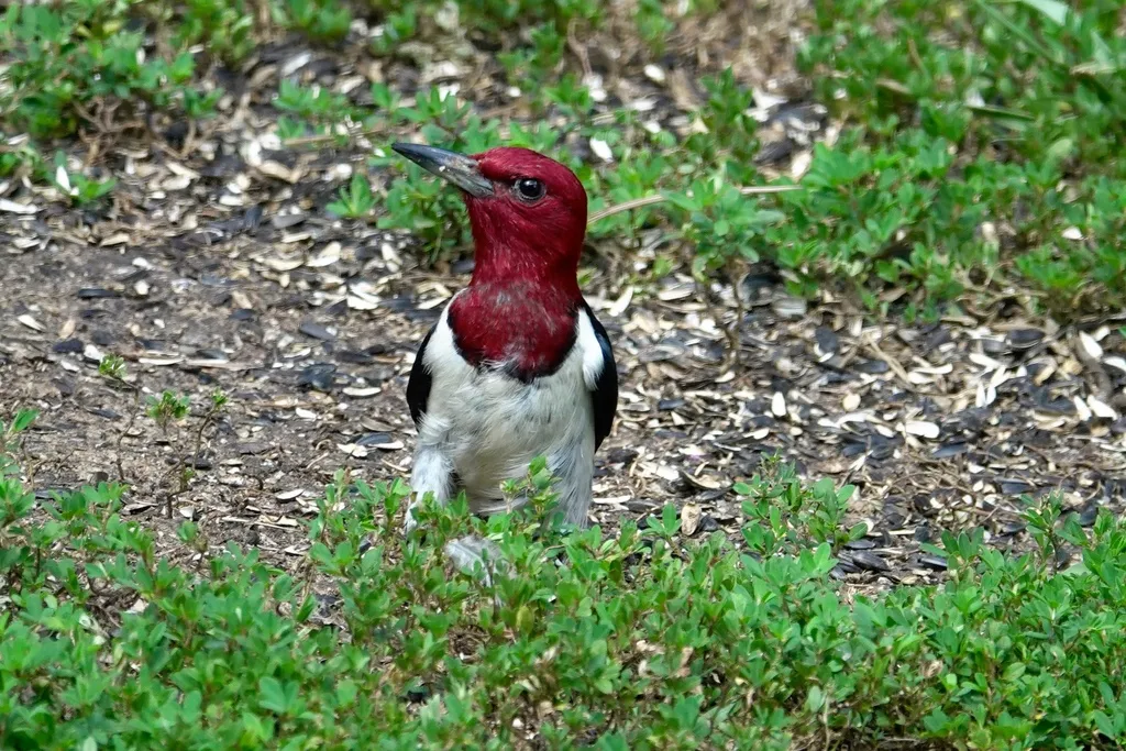 红头啄木鸟（Melanerpes erythrocephalus）