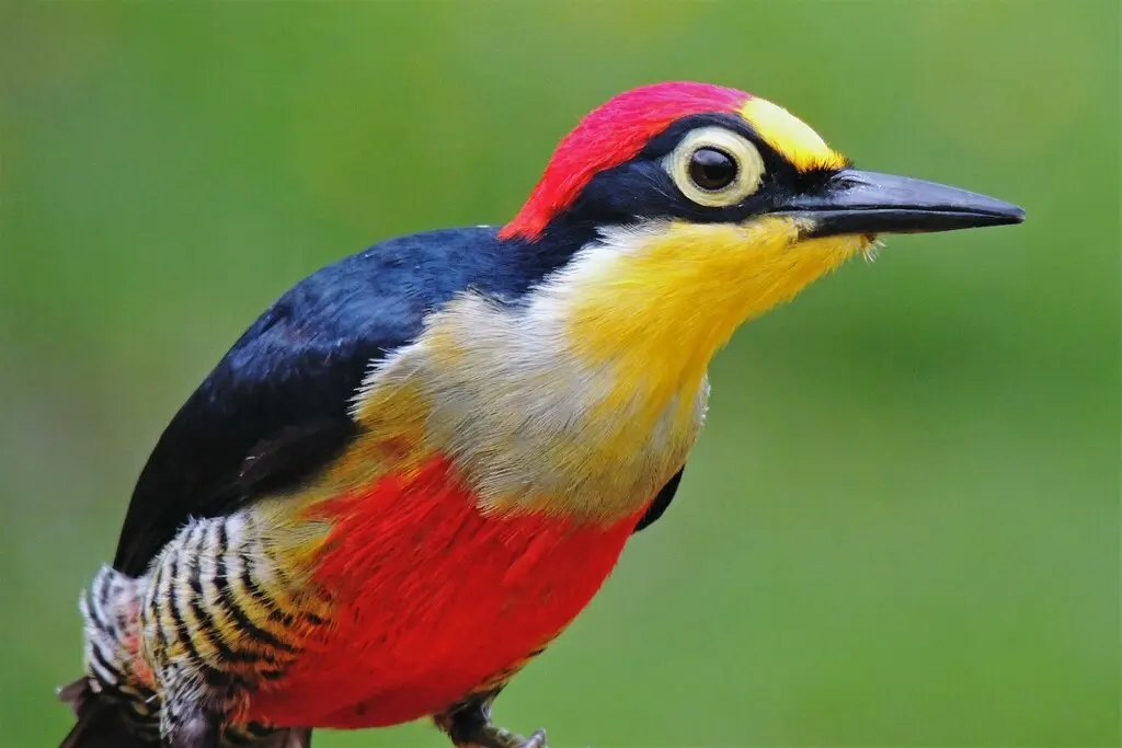 黄额啄木鸟(Melanerpes flavifrons)