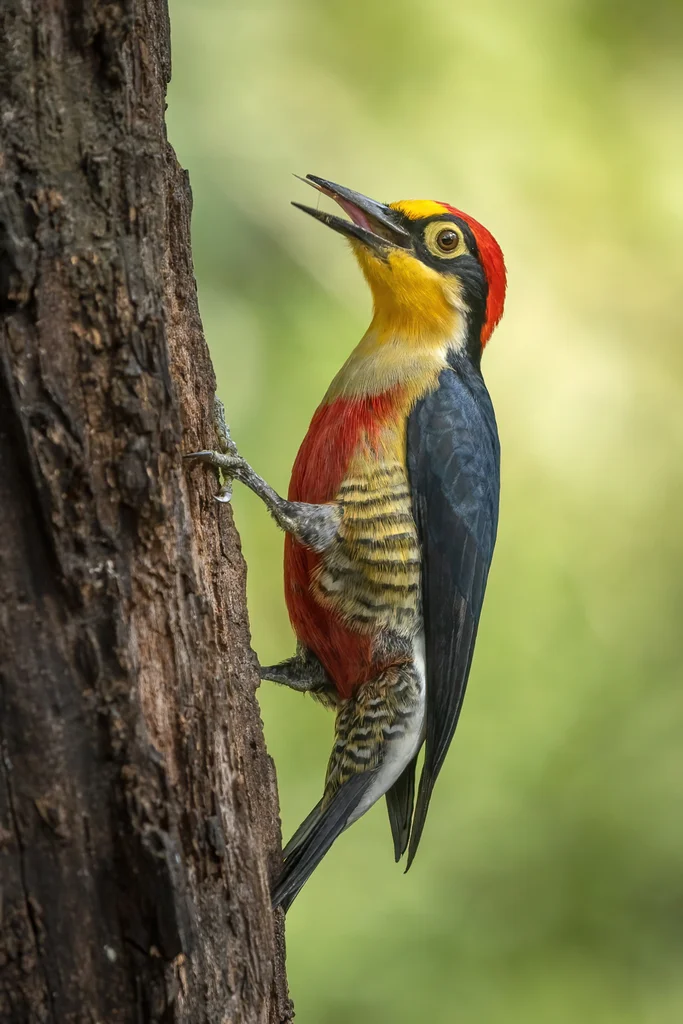 黄额啄木鸟(Melanerpes flavifrons)