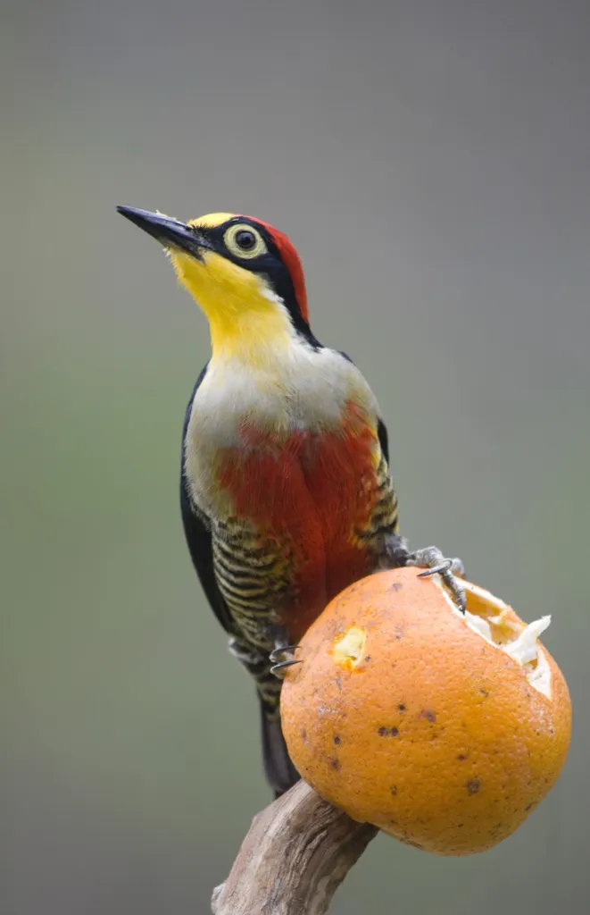 黄额啄木鸟(Melanerpes flavifrons)