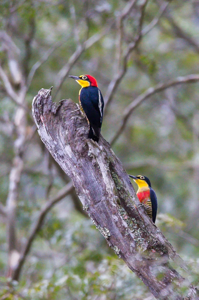 黄额啄木鸟(Melanerpes flavifrons)